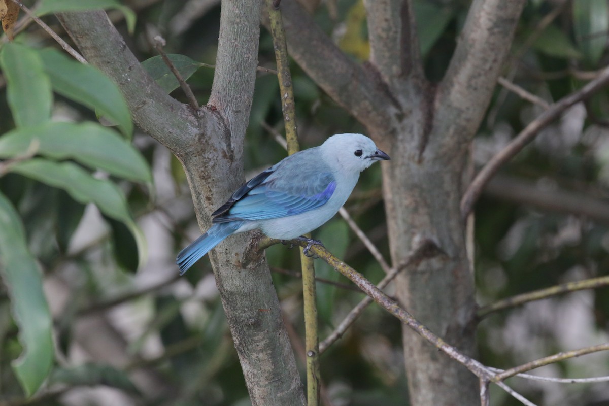 Blue-gray Tanager - ML140616781