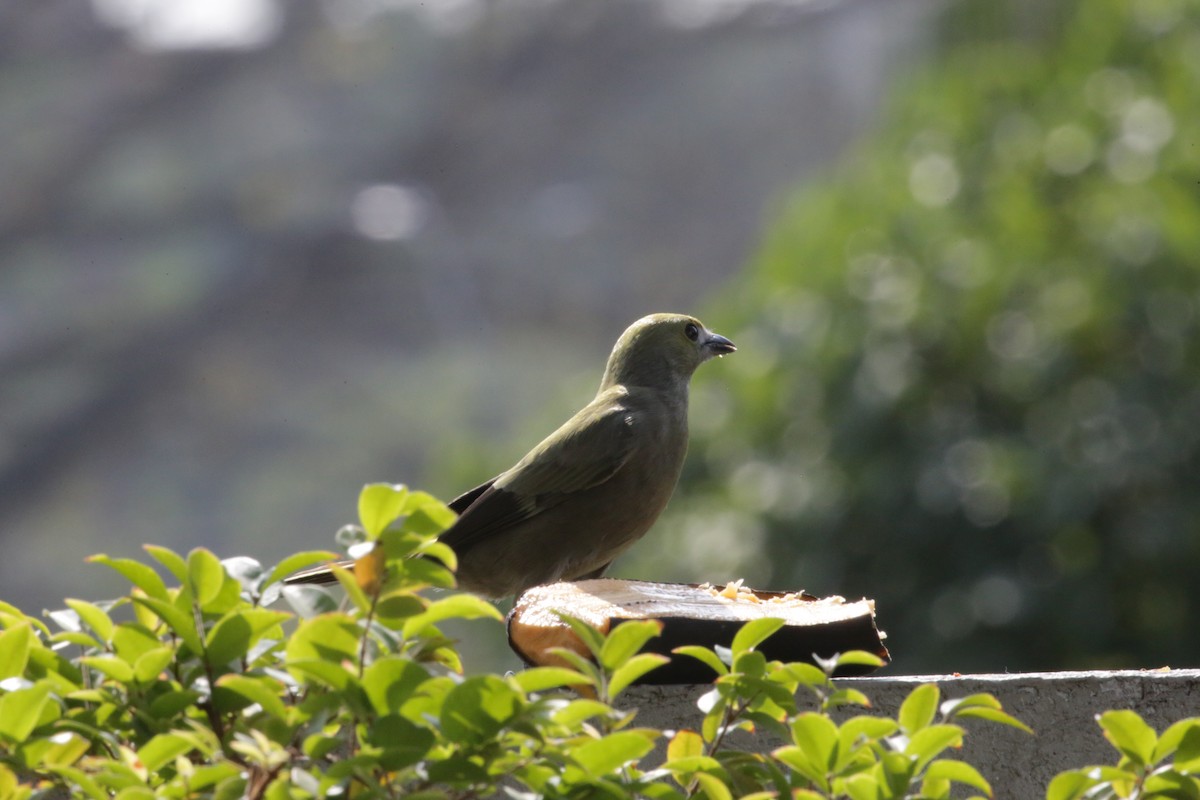 Palm Tanager - ML140617161