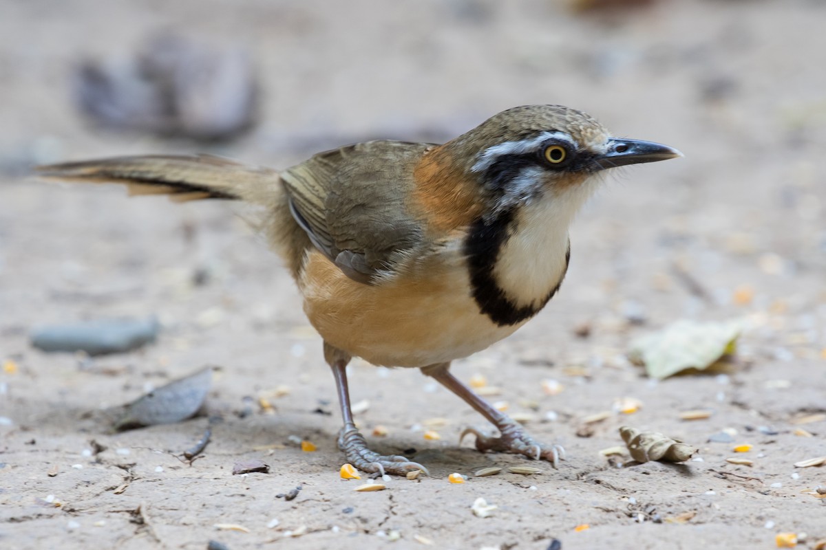 Lesser Necklaced Laughingthrush - ML140617471