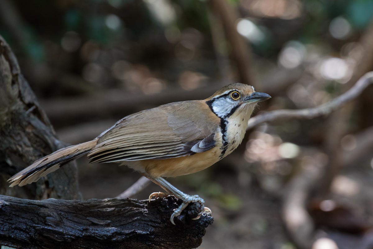 Greater Necklaced Laughingthrush - ML140617491