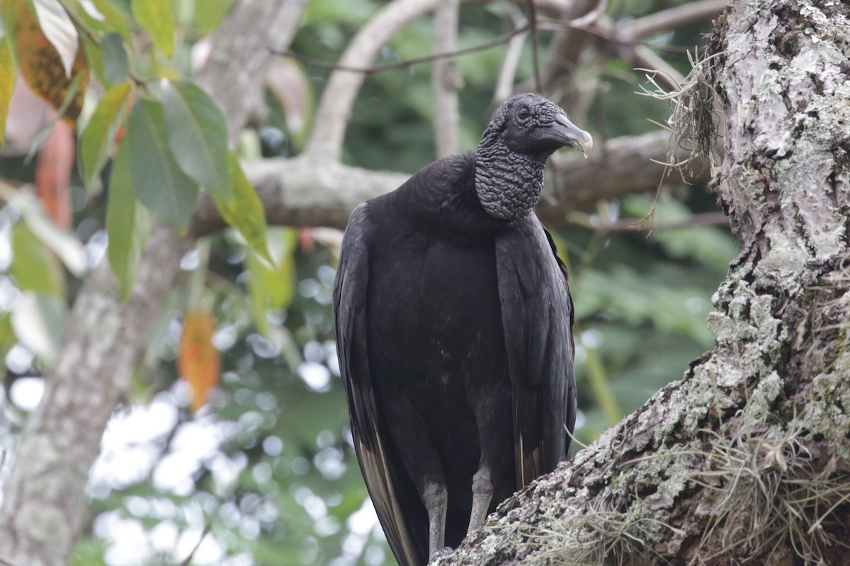 Black Vulture - ML140617561