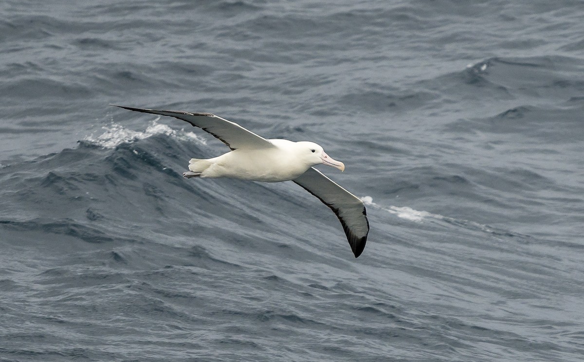 Southern Royal Albatross - Ian Routley