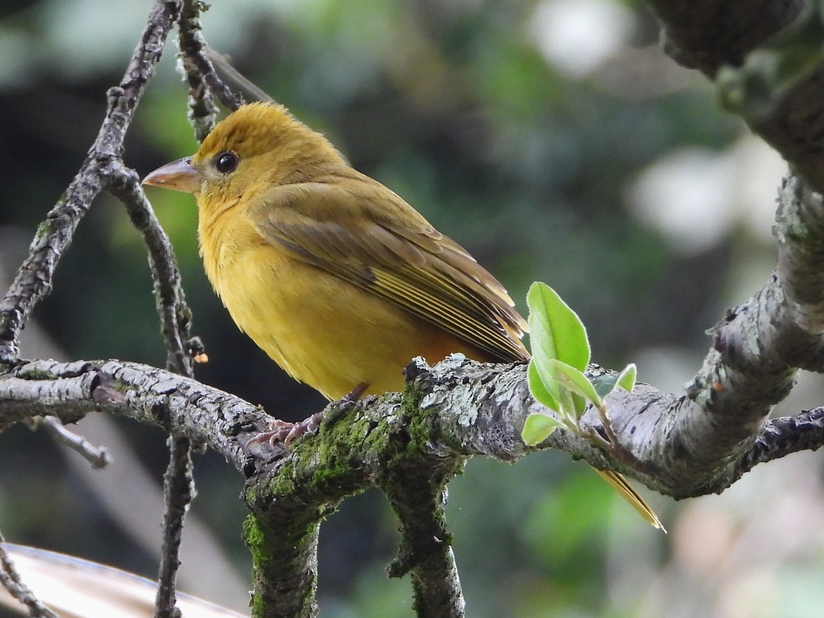 Summer Tanager - Lauri Taylor