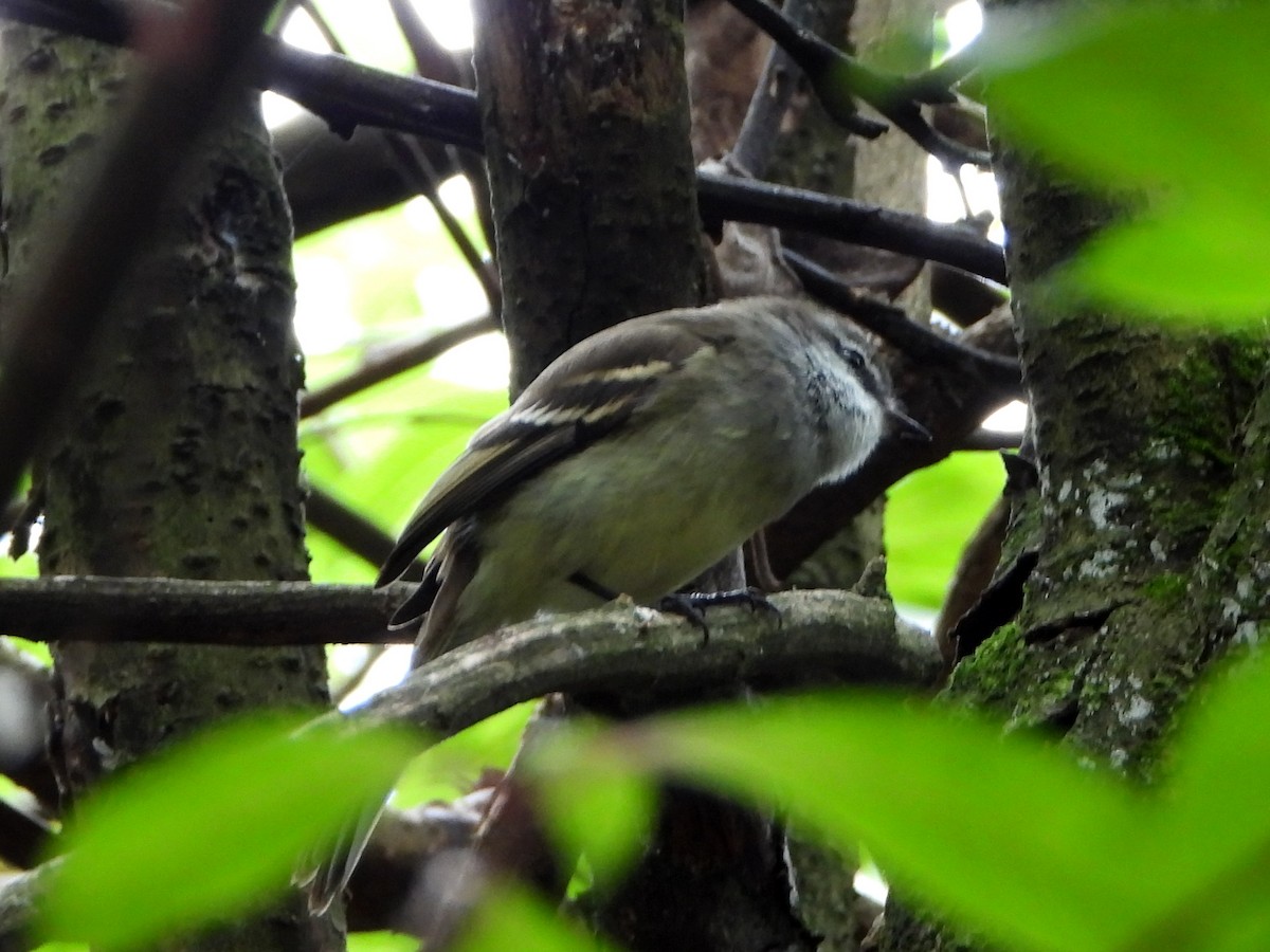 White-throated Tyrannulet - Lauri Taylor