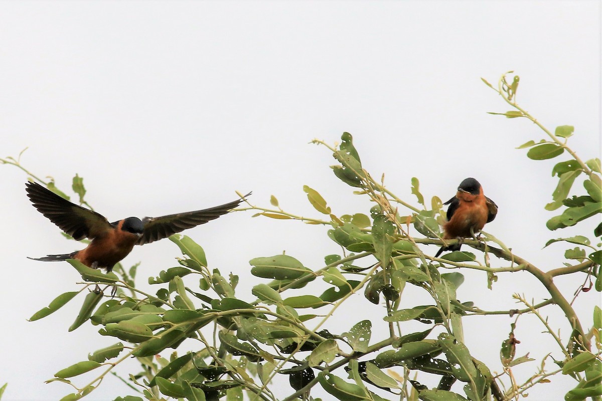 Rufous-chested Swallow - Ronald Goddard