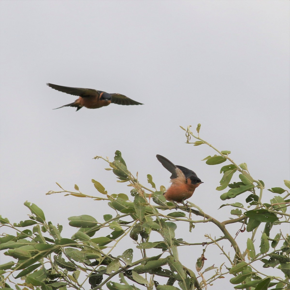 Rufous-chested Swallow - Ronald Goddard