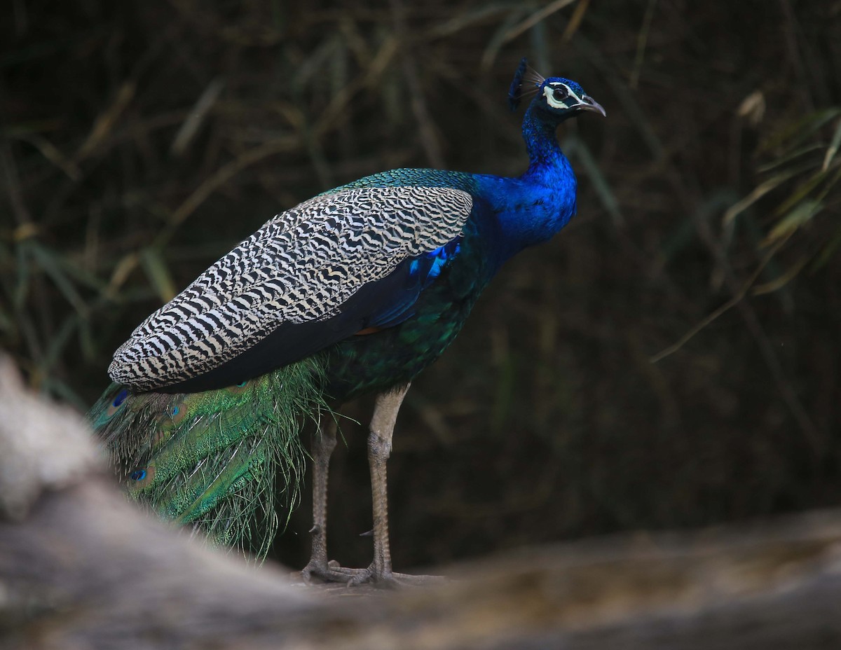 Indian Peafowl - Sujeesh P