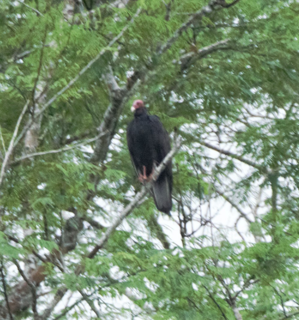 Turkey Vulture (Tropical) - Sue Riffe