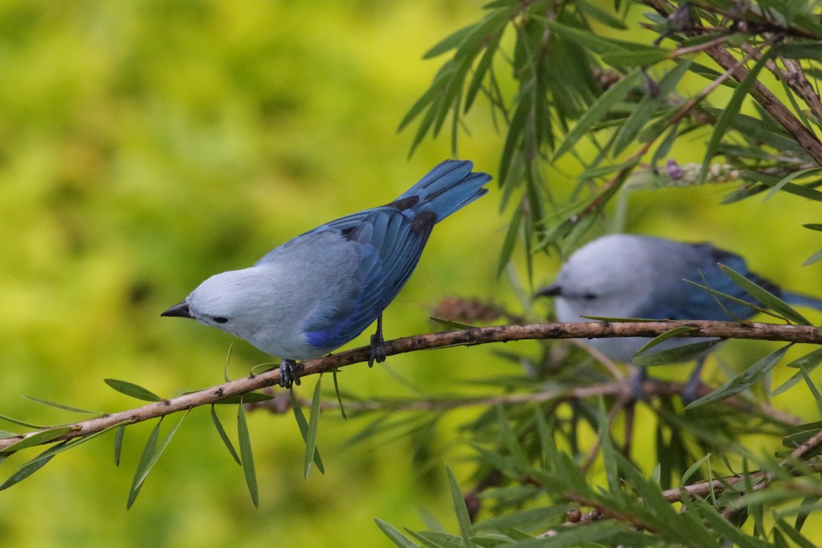Blue-gray Tanager - ML140625501