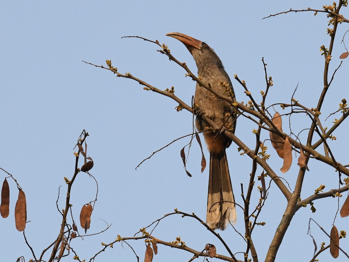 Malabar Gray Hornbill - Alan Van Norman