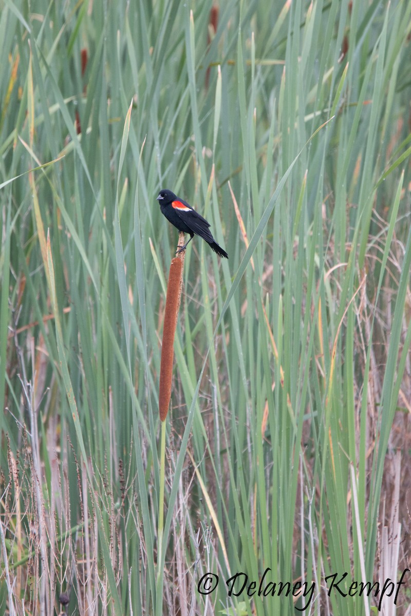 Red-winged Blackbird (Red-winged) - Delaney Kempf