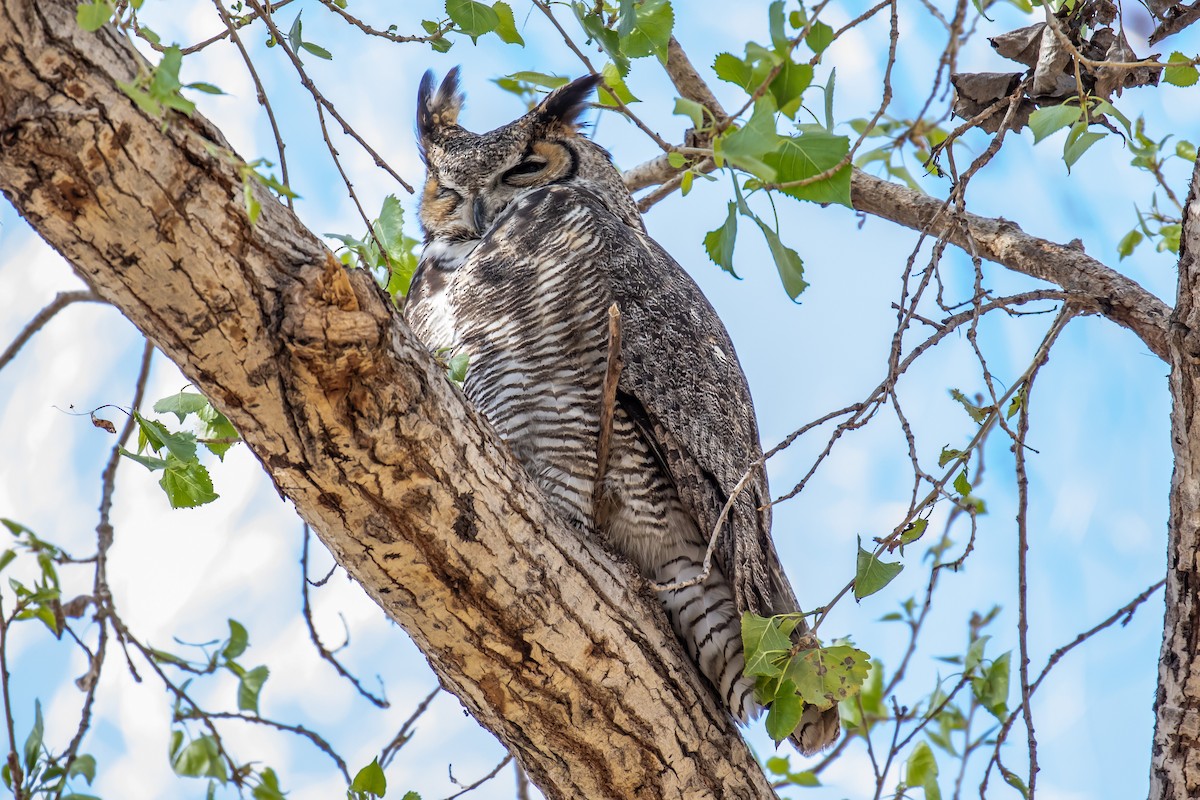 Great Horned Owl - Chris S. Wood