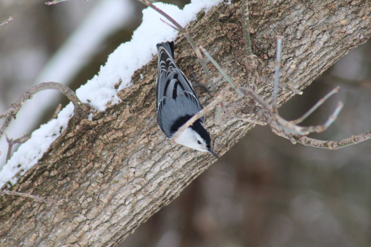 White-breasted Nuthatch - ML140630721