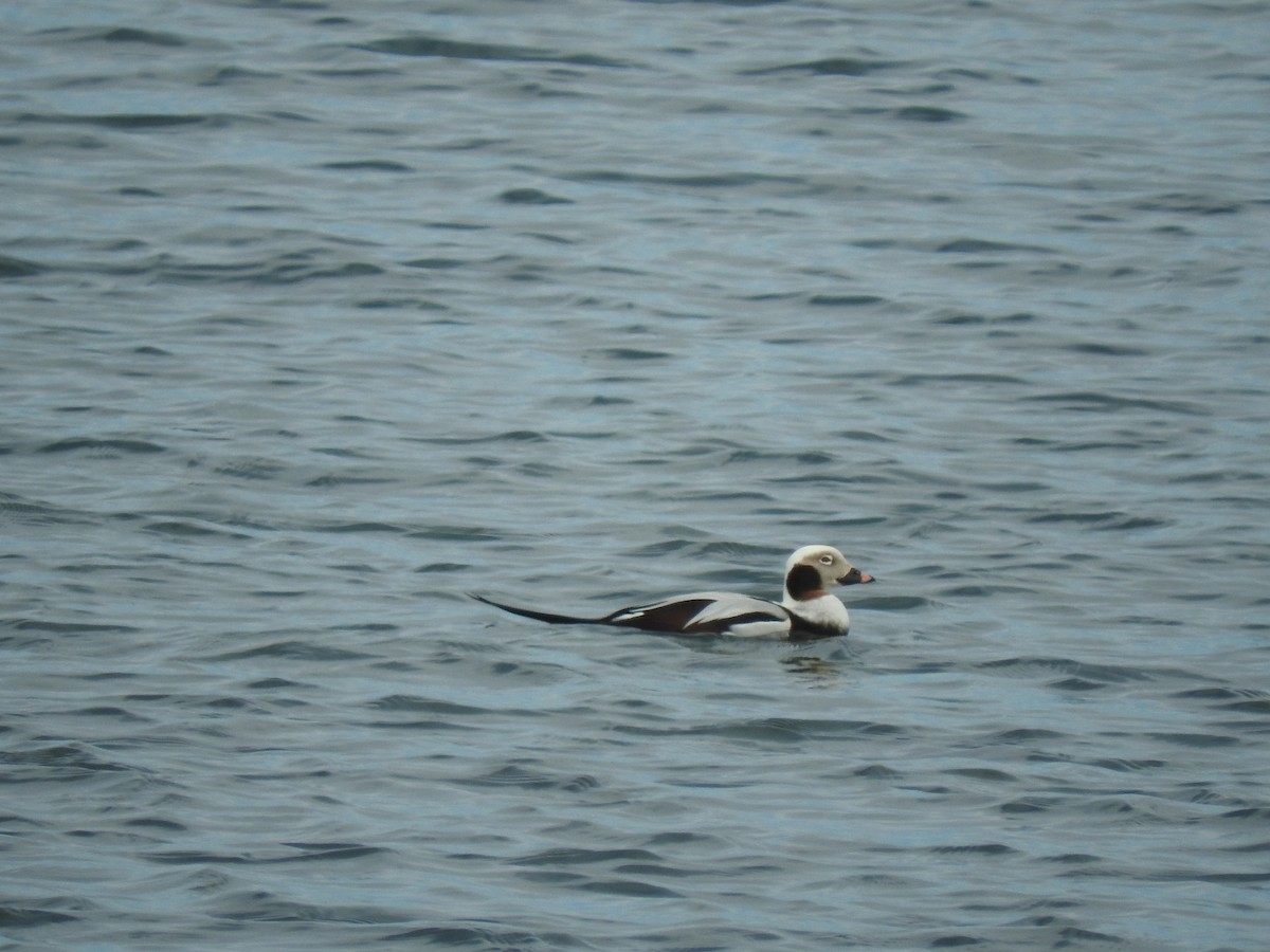 Long-tailed Duck - ML140631271