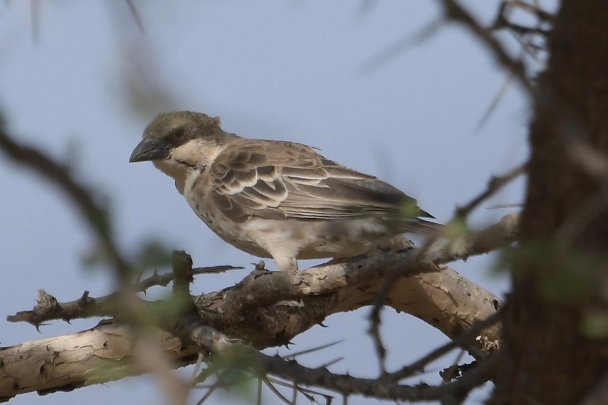 Donaldson Smith's Sparrow-Weaver - Haynes Miller
