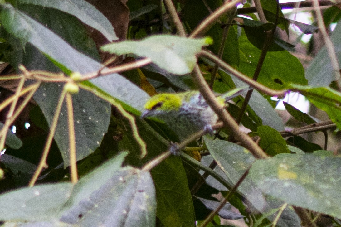 Speckled Tanager - ML140632041