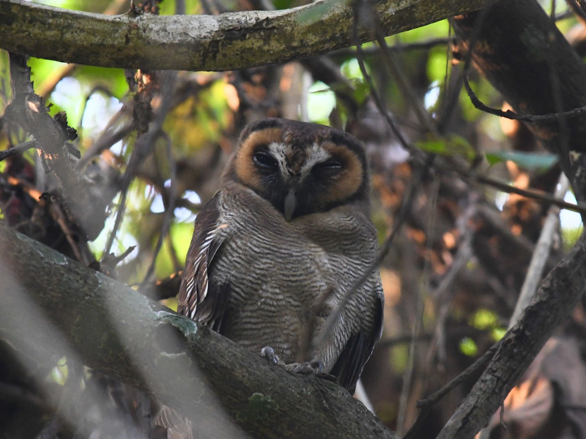 Brown Wood-Owl - Alan Van Norman
