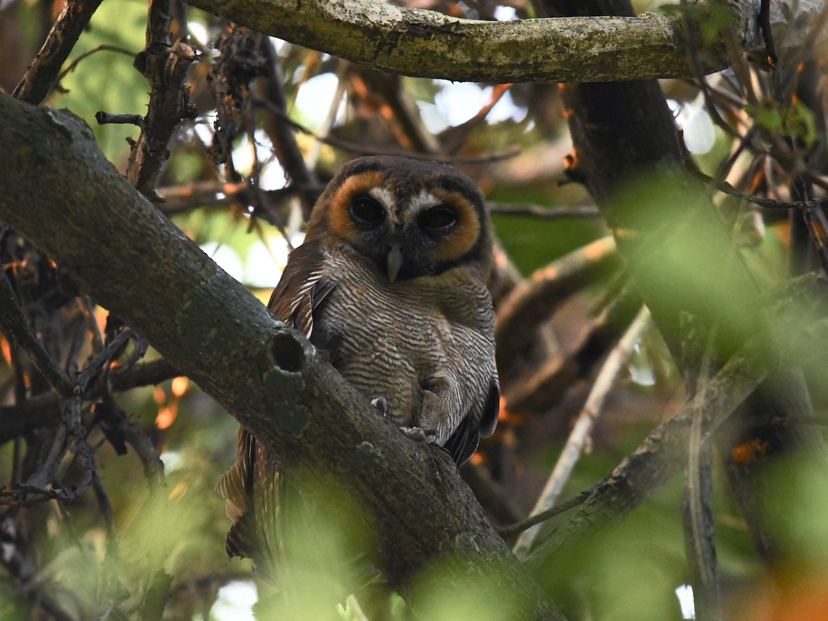 Brown Wood-Owl - Alan Van Norman