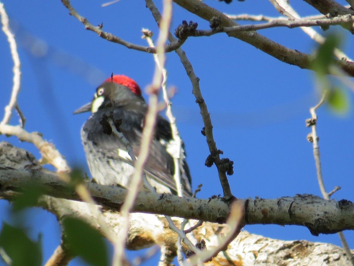 Acorn Woodpecker - ML140632951