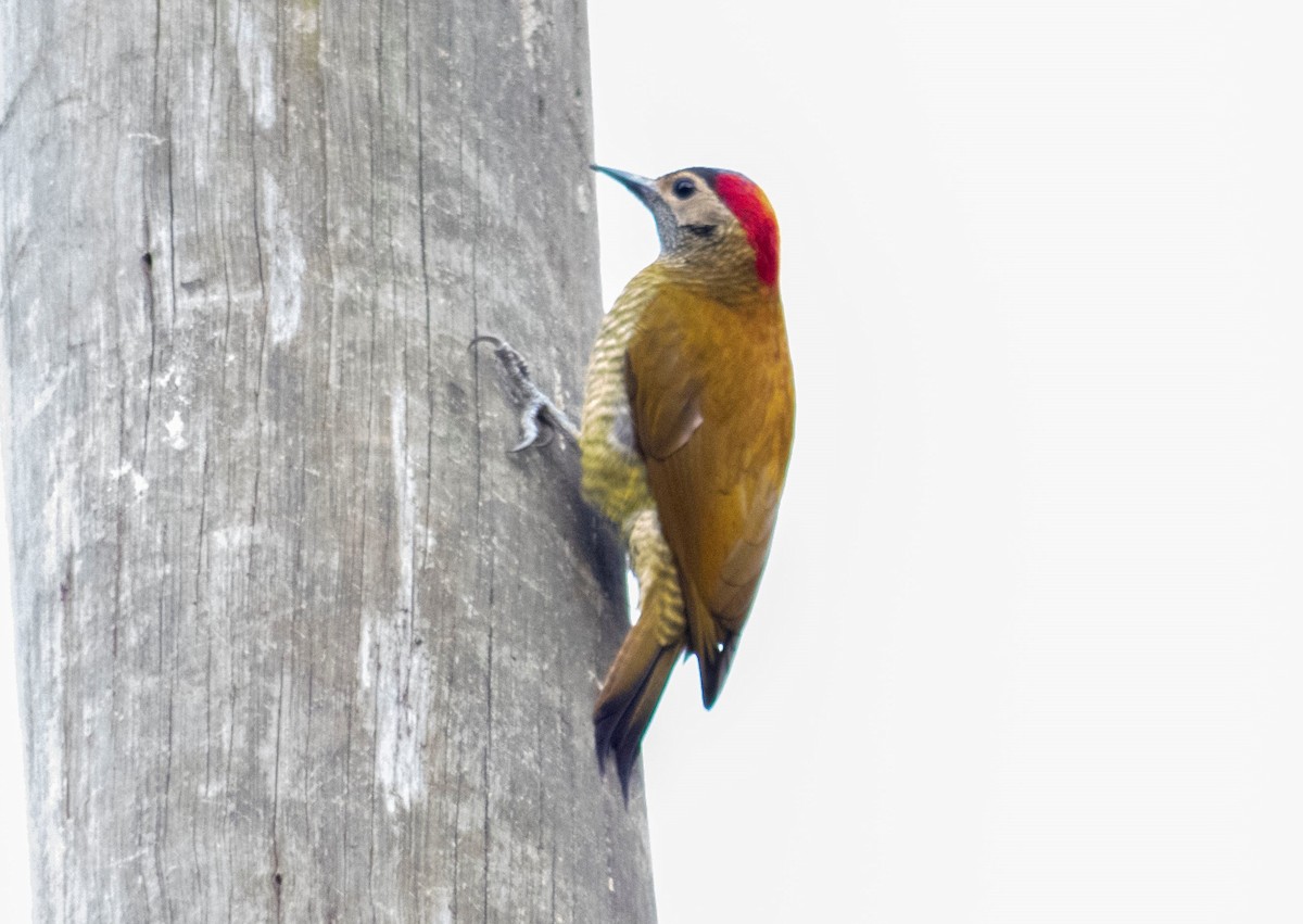 Golden-olive Woodpecker - wilson ortega