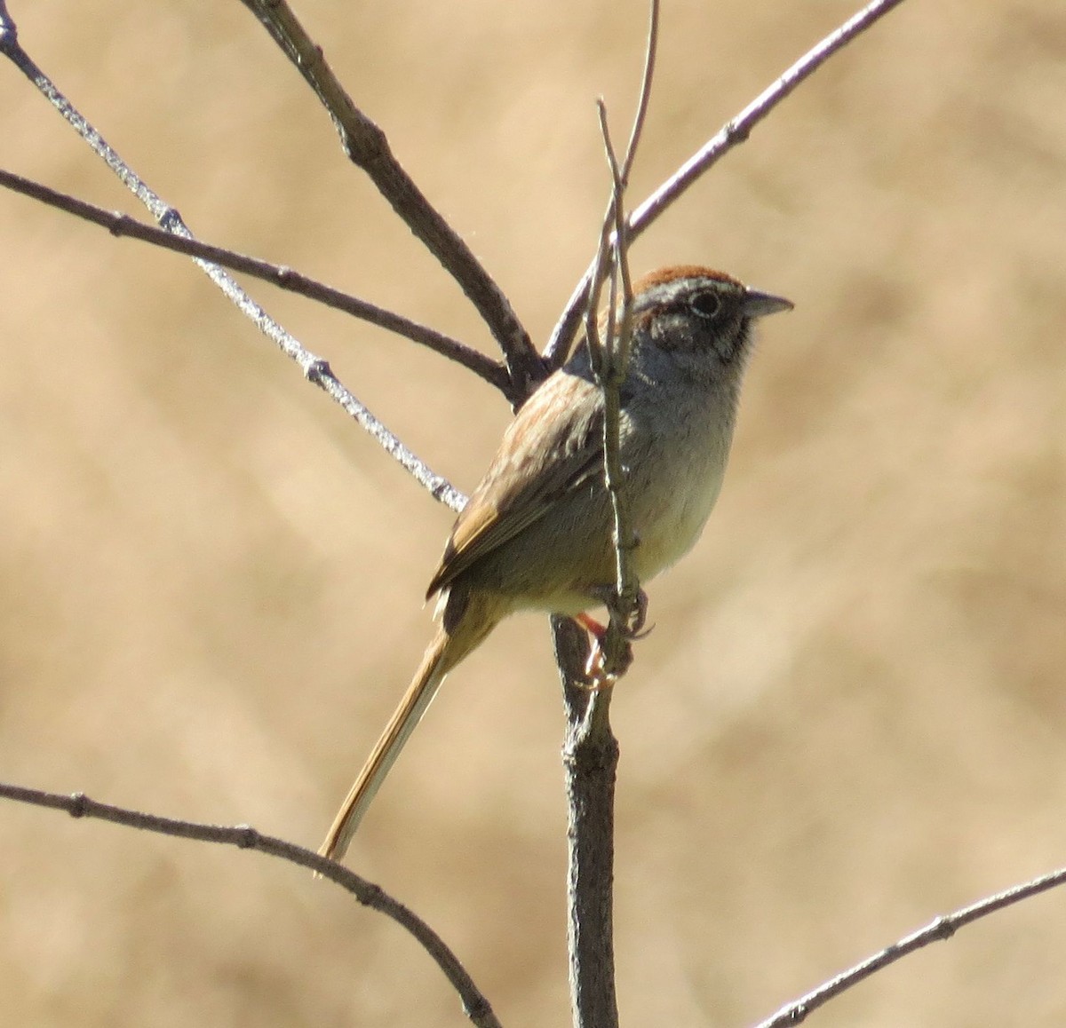 Rufous-crowned Sparrow - Alexander Koonce