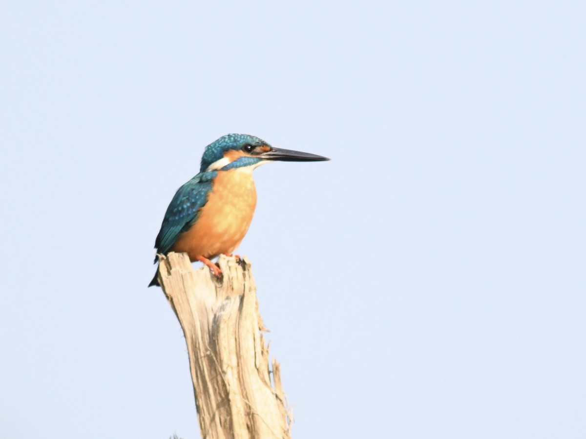 Common Kingfisher - Alan Van Norman