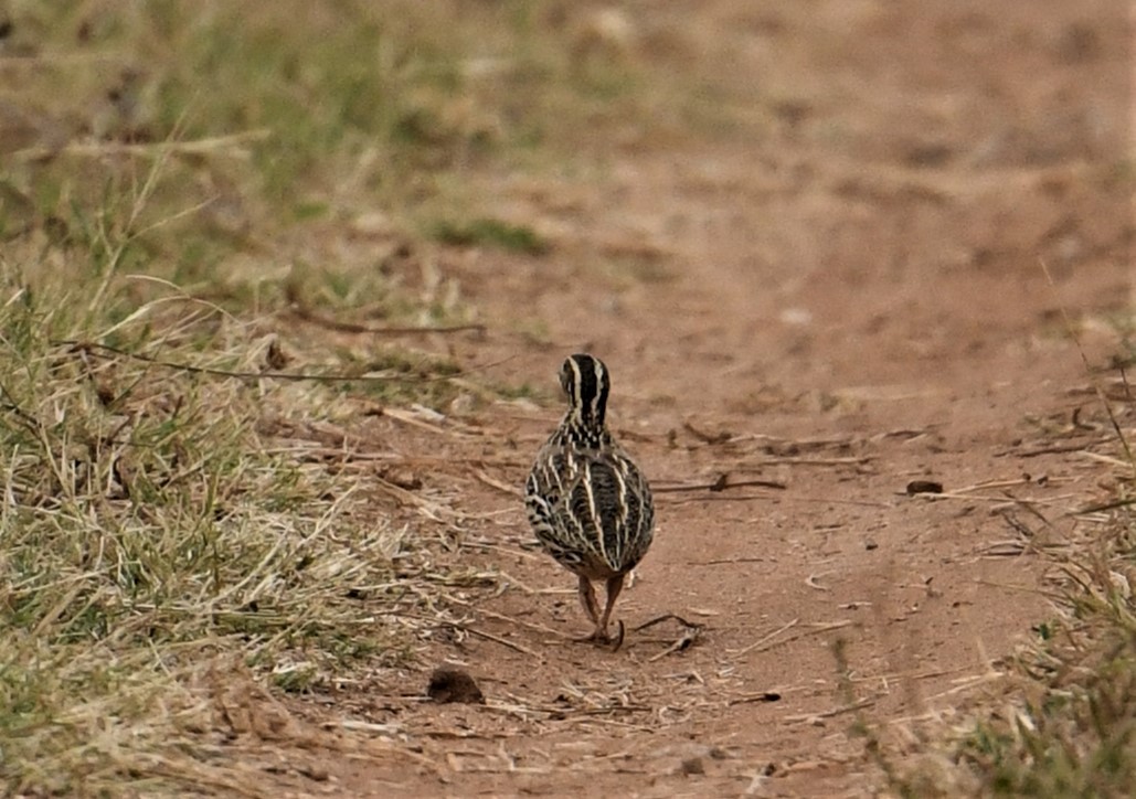 old world quail sp. - Mohammed Sayeer