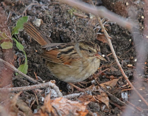 Swamp Sparrow - ML140638211