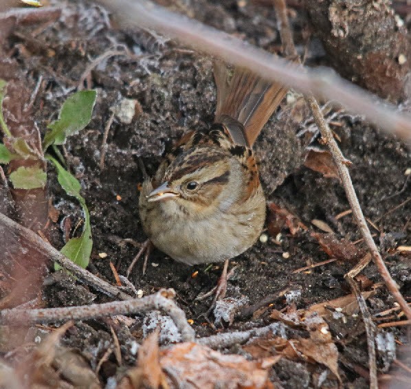 Swamp Sparrow - ML140638221