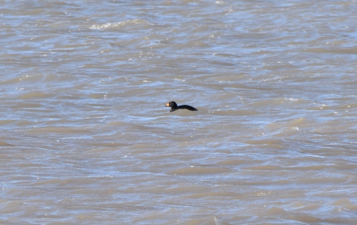 Black Scoter - Andrew From