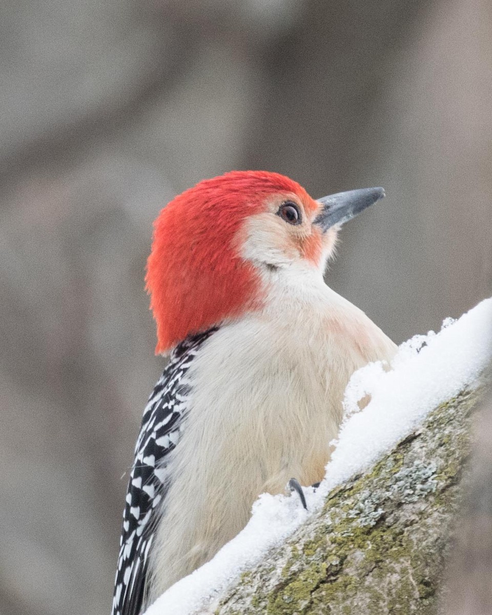 Red-bellied Woodpecker - ML140639761