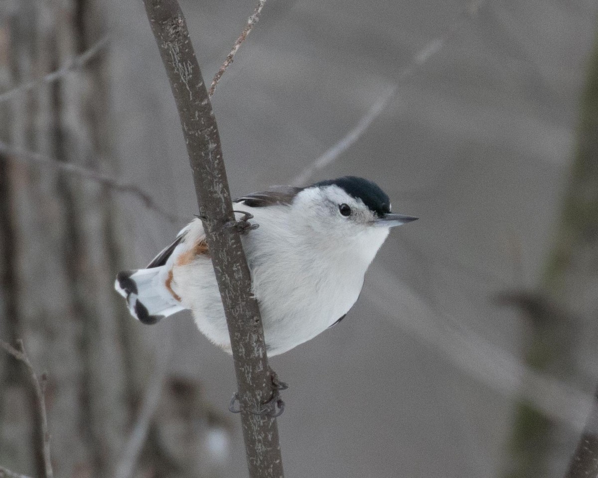 White-breasted Nuthatch - Jan Albers