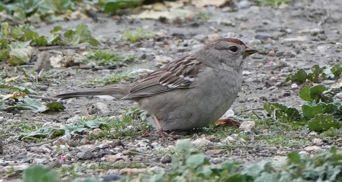 White-crowned Sparrow - John Fields