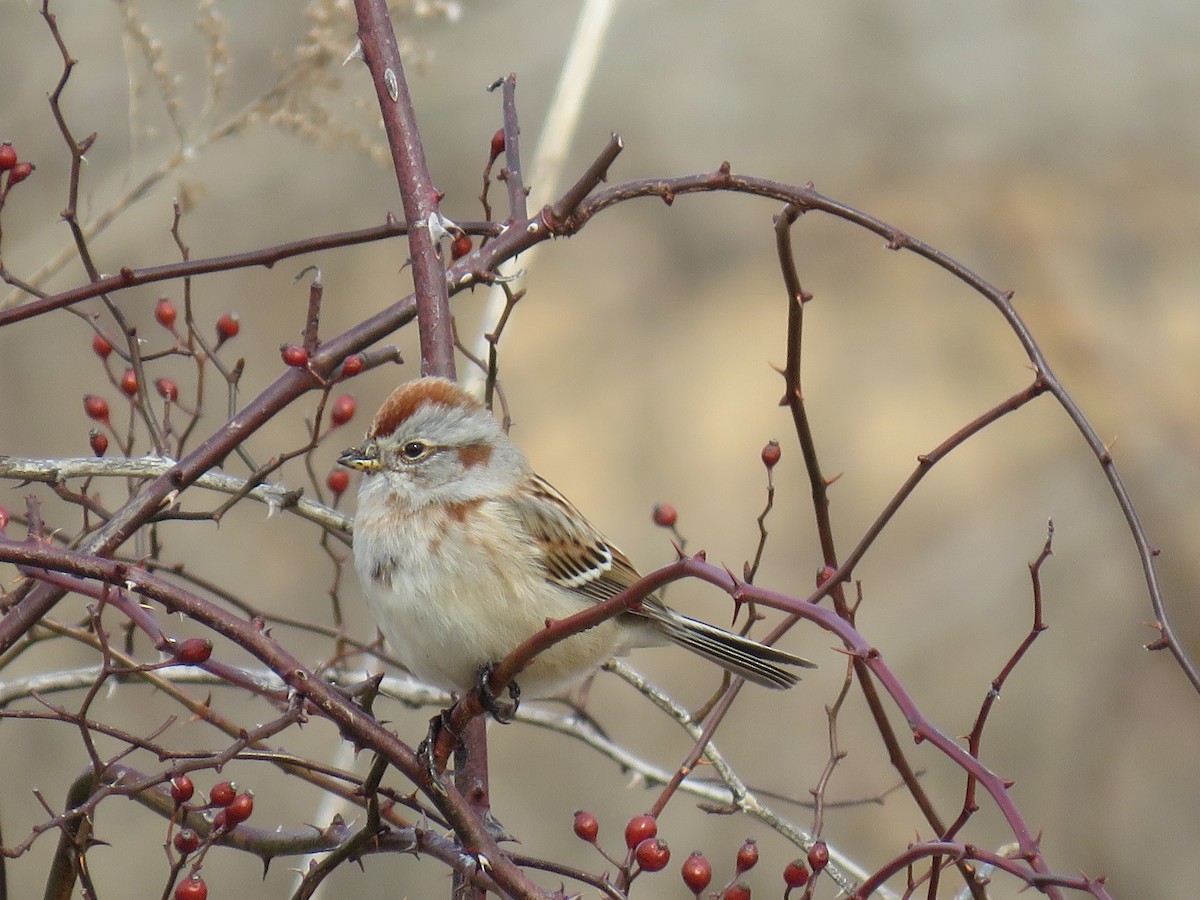 American Tree Sparrow - Davis Balser