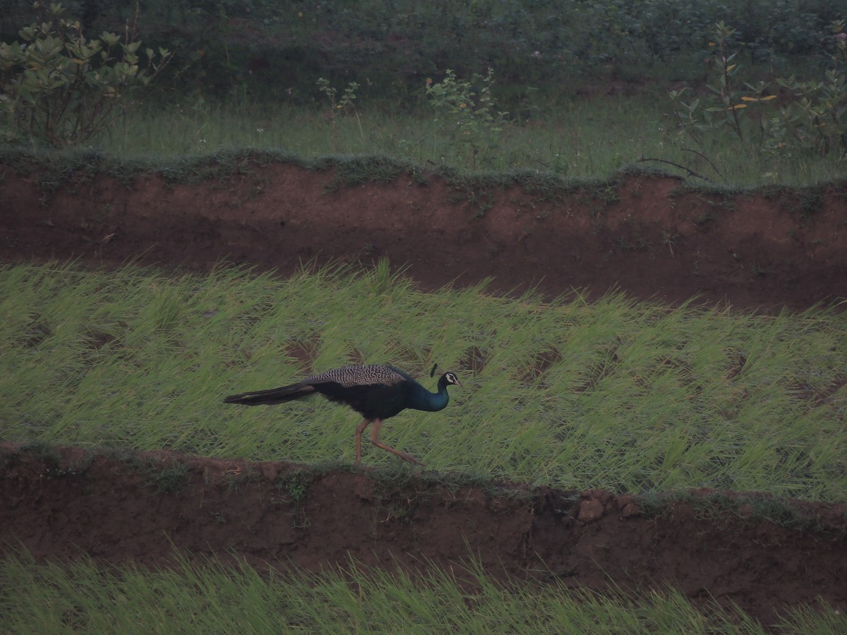 Indian Peafowl - Vijay Rj