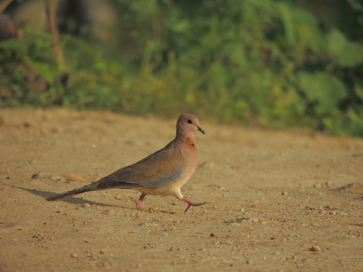 Laughing Dove - ML140643101