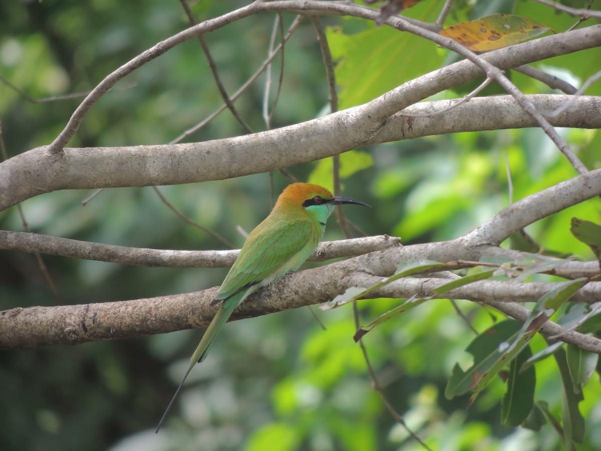 Asian Green Bee-eater - ML140643721