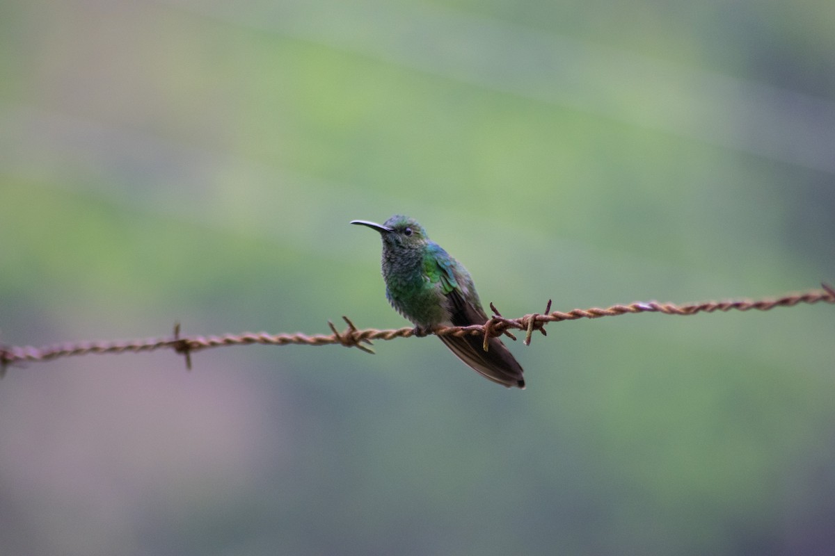 Steely-vented Hummingbird - wilson ortega