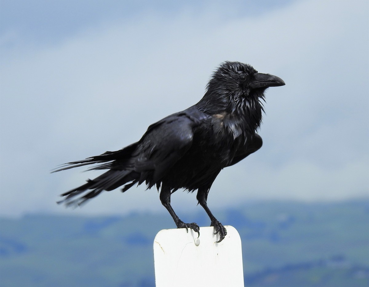 Common Raven - ML140647541