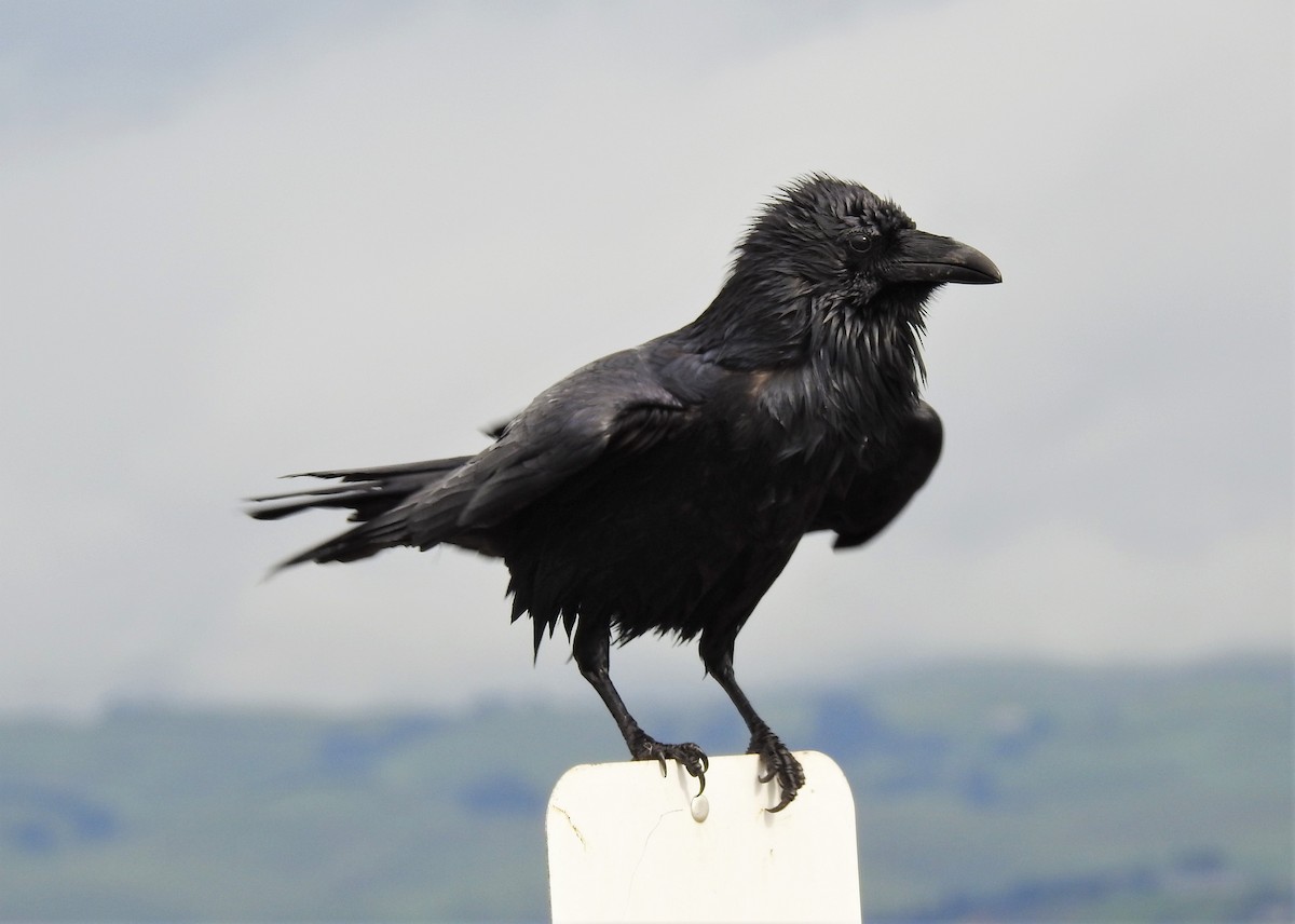 Common Raven - ML140647561