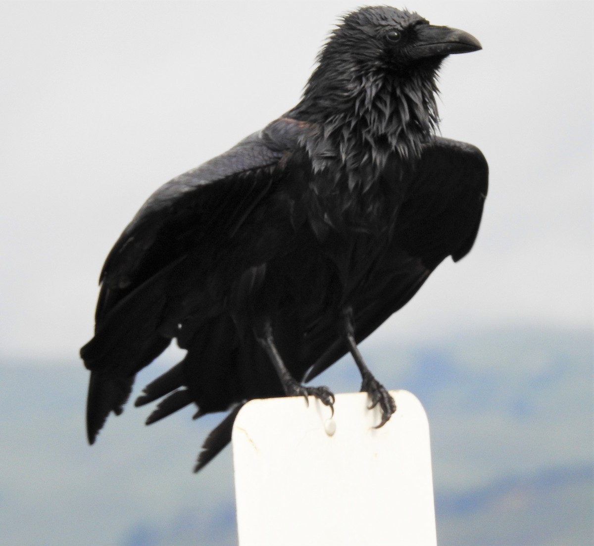 Common Raven - Bill Pelletier