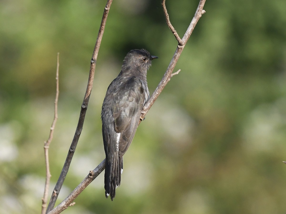 Gray-bellied Cuckoo - Alan Van Norman