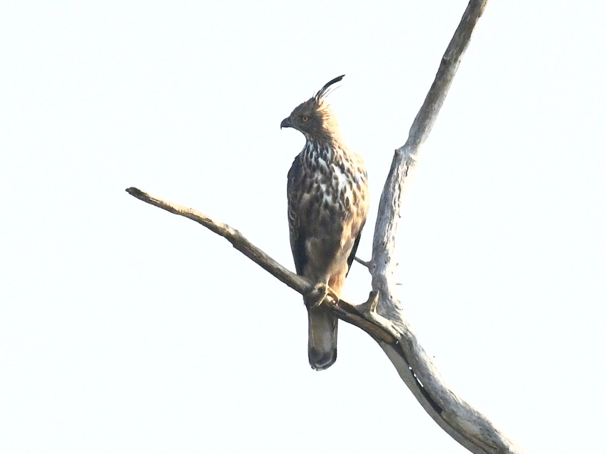 Changeable Hawk-Eagle (Crested) - ML140648741