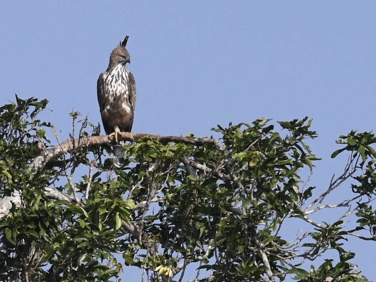 Changeable Hawk-Eagle (Crested) - Alan Van Norman