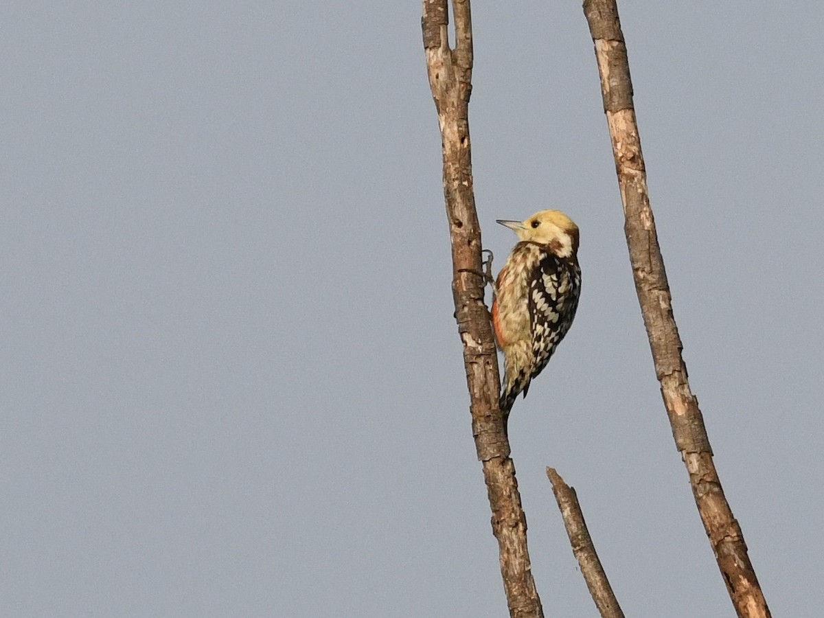 Yellow-crowned Woodpecker - ML140649001