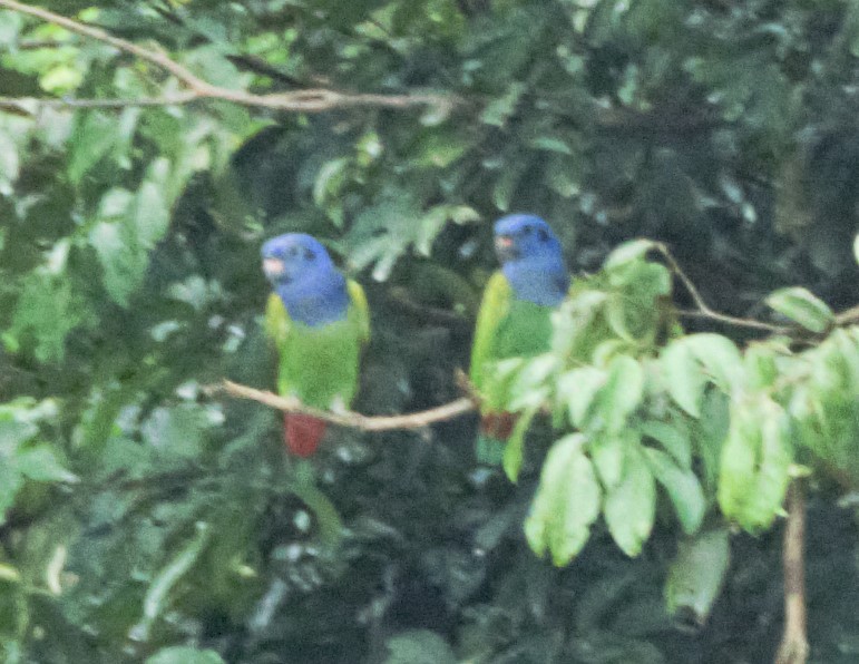 Blue-headed Parrot - ML140649021