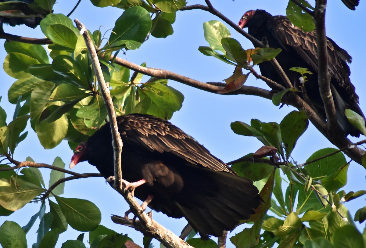 Turkey Vulture (Northern) - ML140649411
