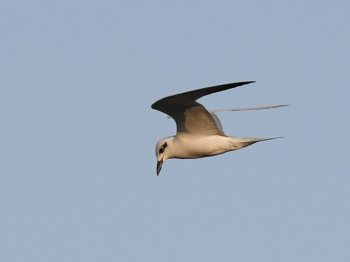 Gull-billed Tern - Alan Van Norman