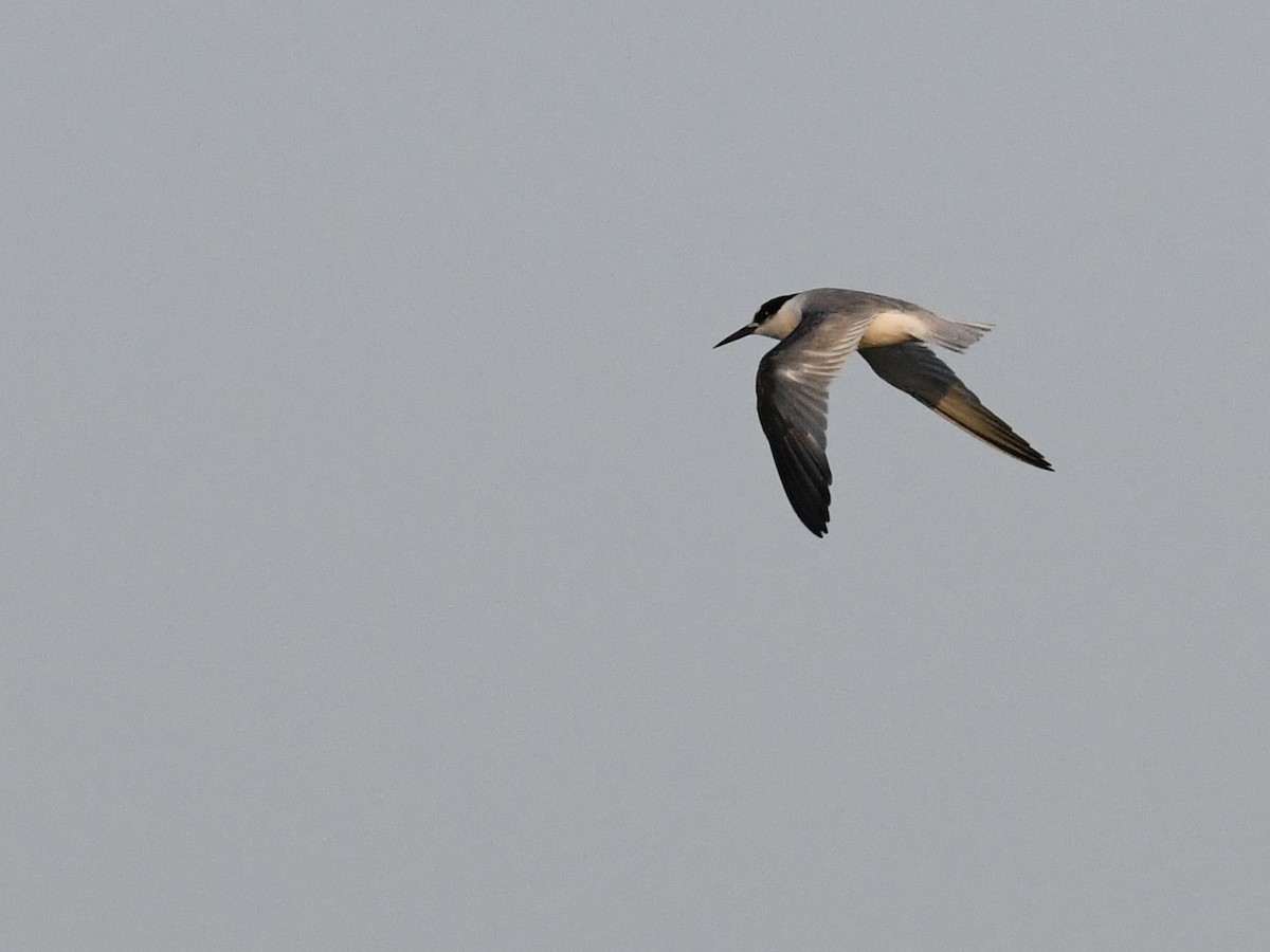 Common Tern - Alan Van Norman