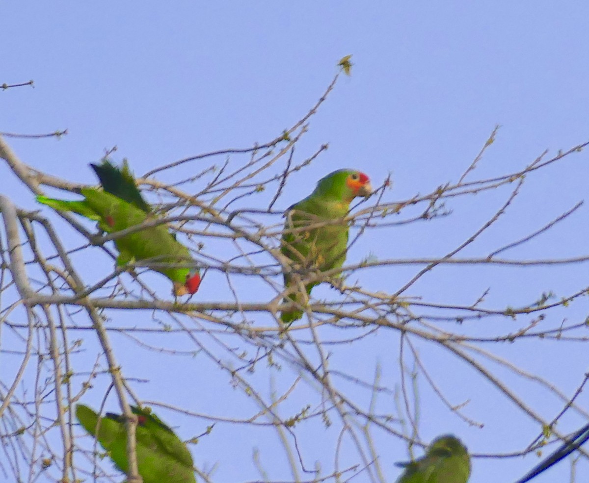 Red-lored Parrot - ML140650001